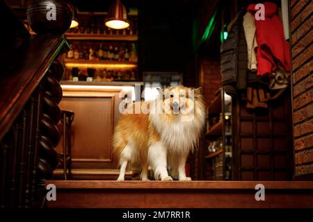 Happy shetland sheepdog in dog-friendly bar Stock Photo