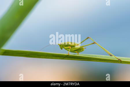 Southern Sickle Bush-cricket, Phaneroptera nana, Majorca, Spain Stock Photo