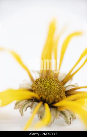 Yellow daisy on a white background. Stock Photo