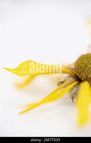 Yellow daisy on a white background. Stock Photo