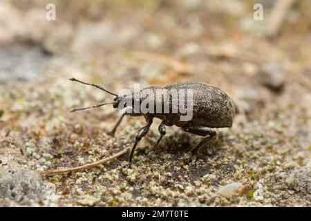 Alfalfa snout beetle, Otiorhynchus ligustici on ground Stock Photo