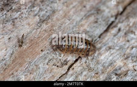 Woodlouse, Armadillidium pictum on wood Stock Photo