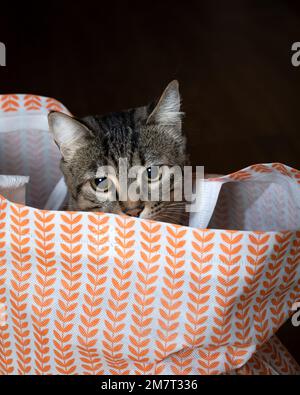 Close-up of a tabby cat that hid in a shopping bag. A cute cat in a shopping bag. Stock Photo