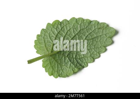 Freshly harvested Lemon balm leaf isolated on white background. Stock Photo