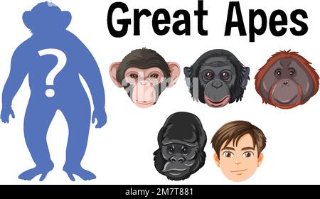 Five different types of great apes illustration Stock Vector