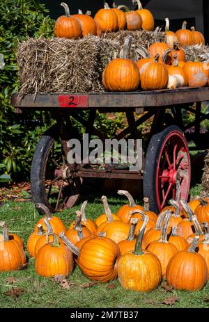 fall pumpkin display Stock Photo