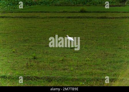 white indian cattle egret bird in green field Stock Photo