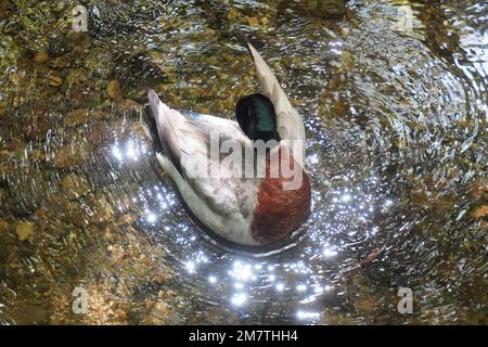High Angle View of a Duck preening on Water sparkling in the Sun Stock Photo
