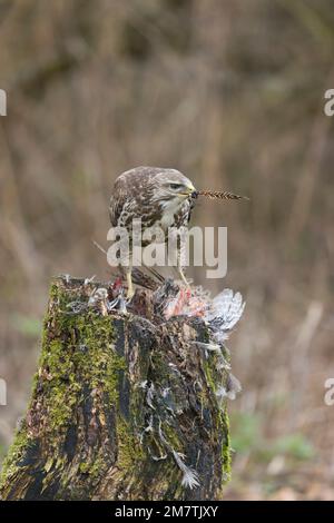 Common buzzard Buteo buteo, adult with feather of Common pheasant Phasianus colchicus, adult female prey in beak, Suffolk, England, January Stock Photo