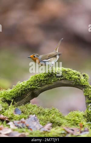 European robin Erithacus rubecula, adult perched on moss covered fallen branch, Suffolk, England, January Stock Photo