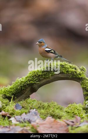 Common chaffinch Fringilla coelebs, adult male perched on moss covered fallen branch, Suffolk, England, January Stock Photo