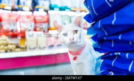 A White cat with odd eyes or different eyes colors is looking at the camera seriously in the food pet shops Stock Photo