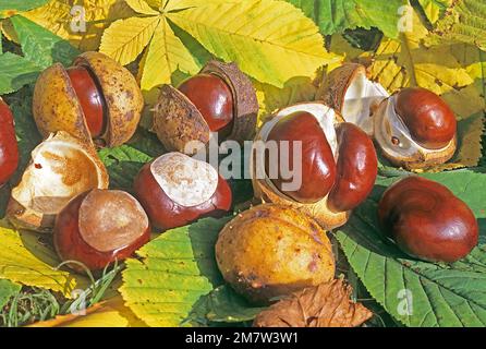 Horse-chestnut: leaves, conkers and conker cases. Aesculus hippocastanum South Germany Stock Photo