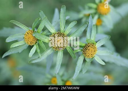Greater Bur-marigold, Bidens radiata, also called Greater Bur Marigold, wild plant from Finland Stock Photo
