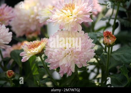 White Chrysanthemum (Improved Appleblossom) with pink-shaded petals : (pix Sanjiv Shukla) Stock Photo