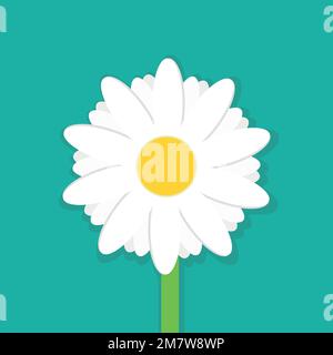 Daisy chamomile isolated on white background. Vector illustration. Eps 10. Stock Vector