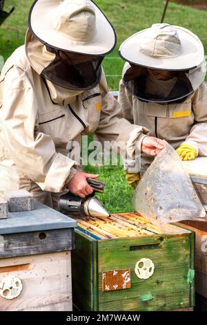 Beekeepers on apiary. Apiarists working with bees and beehives with smoker. Stock Photo