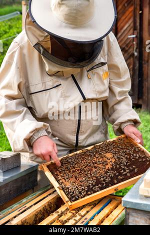 Beekeeper on apiary. Apiarist working with bees and beehives Stock Photo