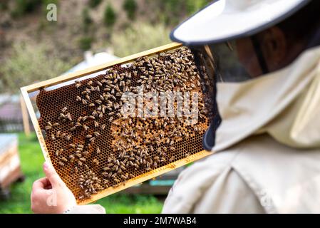 Beekeeper in a protective suit pulls out a honey frame with bees from a wooden hive. Beekeeping Stock Photo
