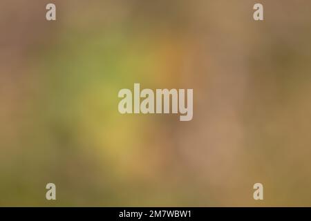 Authentic green natural pastel colors with a green, yellow and orange from blurred photo in the garden as a background with copy space Stock Photo