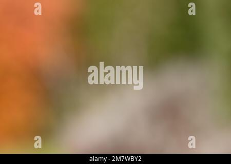 Blurred green and orange autumn leaves create beautiful background for out of focus photo with copy space Stock Photo