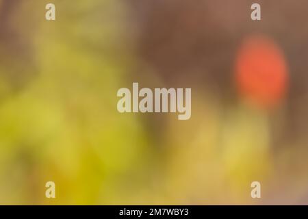 Soft focus blur background with lights and autumn and pastel colors with copy space Stock Photo