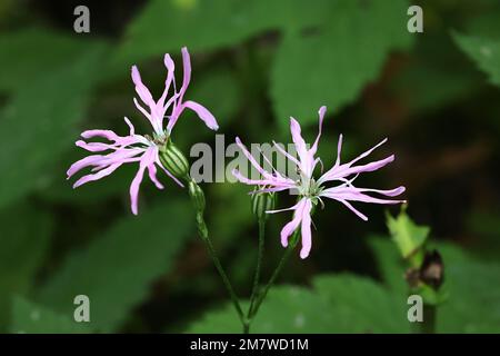 Lychnis flos-cuculi, also called Silene flos-cuculi, commonly known as Ragged Robin, wild flower from Finland Stock Photo