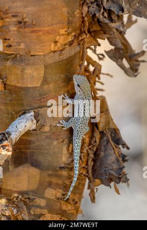 Phelsuma breviceps is a diurnal species of gecko that is native to south-west Madagascar and typically dwells on trees and bushes, Arboretum d'Antsoka Stock Photo