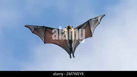 Flying Seychelles Fruit bat (Pteropus seychellensis) at North coast of Mahe Stock Photo