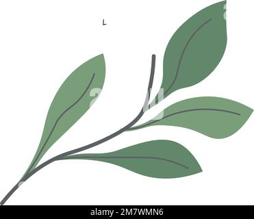 Tea leaf, foliage and botany of spring plants Stock Vector