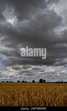 A view across a corn field with trees in the distance and a swath of dark storm clouds in the sky. Stock Photo