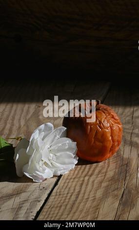 A rotten apple and a white rose side by side on a wooden base. Stock Photo
