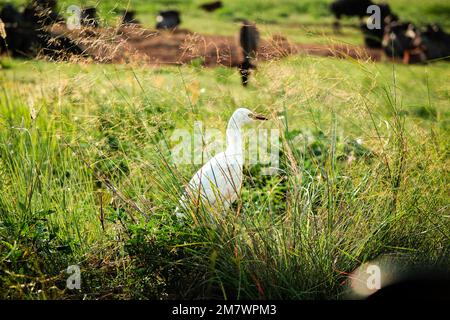 A Cattle Egret walking through tall grass with herd of wildebeest in the background Stock Photo