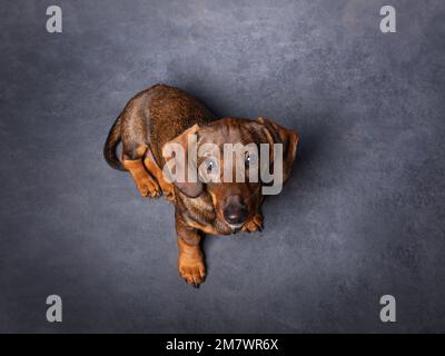 Portrait of a cute small dog. Grey background. Pets indoors, lifestyle. Top view Stock Photo