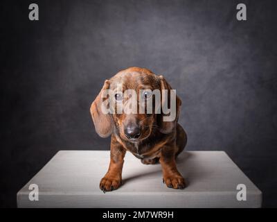 Brown smooth-haired dachshund sitting in a studio Stock Photo