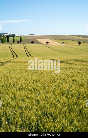 Rural landscape of the Aube department (north-eastern France): rows cultivated fields with cereals and wheat, lined by trees. Wide-open spaces Stock Photo