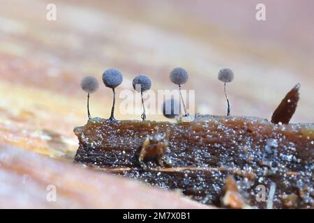 Lamproderma arcyrionema, also known as Collaria arcyrionema, slime mold from Finland, no common English name Stock Photo