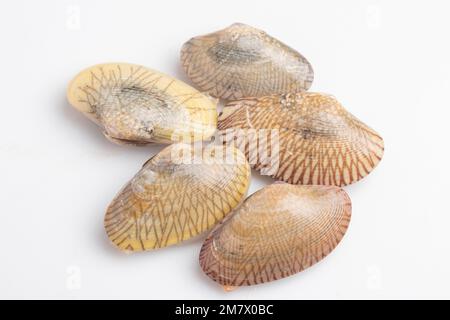 raw clams on white background Stock Photo