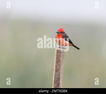 A male vermilion flycatcher (Pyrocephalus obscurus) sits on a post in a reed bed between fly catching forays. Pantanos de Villa Wildlife Refuge, Chorr Stock Photo