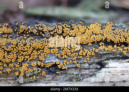 Trichia varia, slime mold from Finland, no common English name Stock Photo