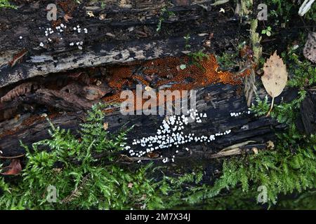 Orange Trichia scabra and white Trichia varia, two slime mold species developing sporangia on decaying wood Stock Photo