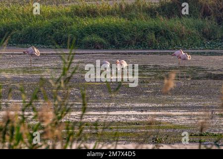 An Evening with Flamingos in wet land Stock Photo