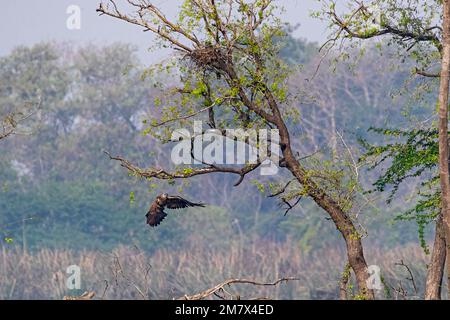A Fish Eagle landing on a branch of tree Stock Photo