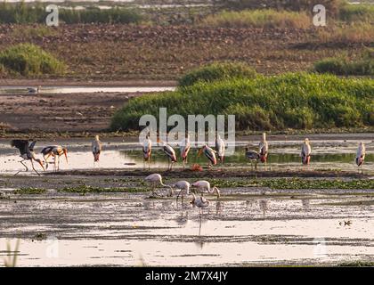 Painted Stork and Flamingos in wet land Stock Photo
