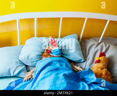 Illustration of a chicken with avian flu (bird flu) lies in bed wearing a blue facemask Stock Photo