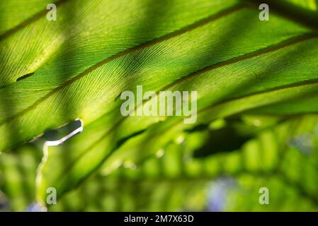 Abstract green background. Philodendron speciosum or arrowhead philodendron leaf Stock Photo