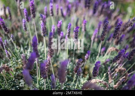 Lavandula or lavender flowers closeup. Mostly blurred flowery background Stock Photo