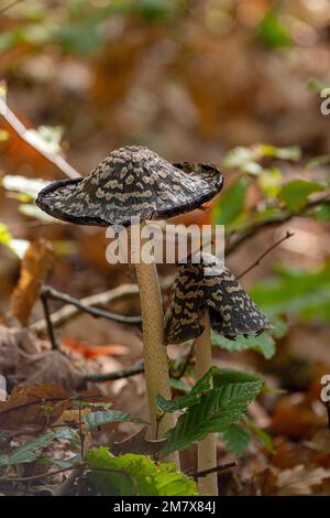 Coprinopsis picacea also known as Magpie fungus poisonous mushrooms in autumn forest.Coprinus picaceus. Stock Photo
