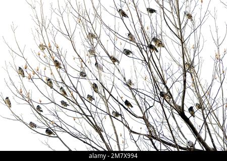 White-cheeked starlings Spodiopsar cineraceus perched on a tree. Hamarikyu Gardens. Tokyo. Japan. Stock Photo