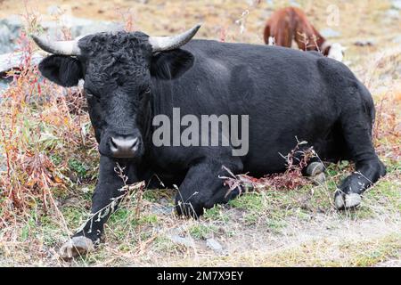 Thoroughbred black young bull with horns, wide-set eyes and curls on forehead, stares defiantly at photo camera. Aosta valley, Italy Stock Photo